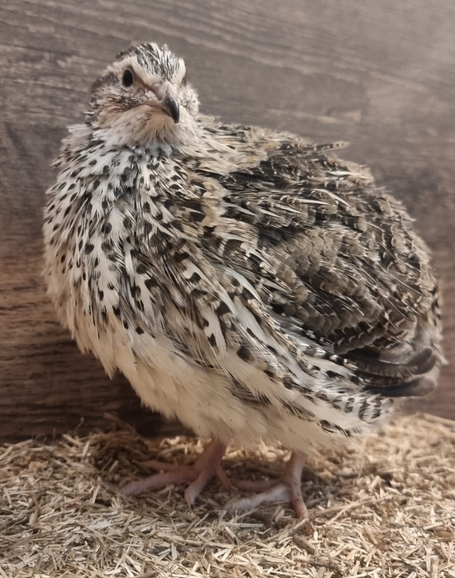 24 huevos de codorniz japonesa variedad Faraón (salvaje)