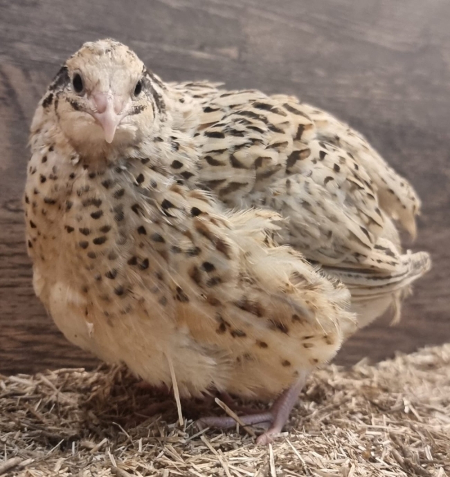 12 huevos de codorniz japonesa variedad Isabelle